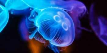 Bagnino libera meduse in mare e viene aggredito a colpi di badile