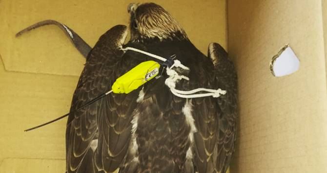 L’esemplare di falco soccorso nel Cosentino