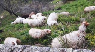 Pecore al pascolo - Repertoiro