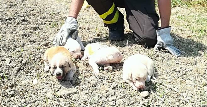 I cuccioli salvati ad Isola Capo Rizzuto