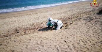 Fusto spiaggiato a Roccelletta: nessun rischio contaminazione
