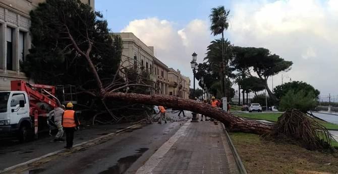 L’albero caduto a Reggio Calabria