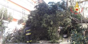 Maltempo nel Catanzarese, albero crolla sulla statale 106 (FOTO-VIDEO)