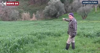 Sos cinghiali nel Vibonese: agricoltori in ginocchio (VIDEO)