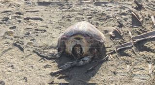 Lamezia, ritrovata  carcassa di tartaruga Caretta Caretta senza testa 