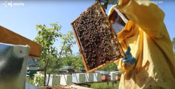 Lascia un lavoro sicuro e torna in Calabria “sulle ali delle api” - VIDEO