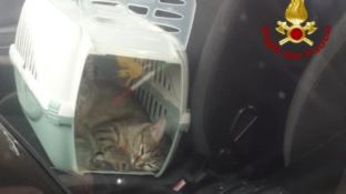 Liberano i gatti in macchina e loro li chiudono fuori dall'auto