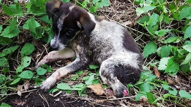 Civilina, il cucciolo salvato a Mongiana