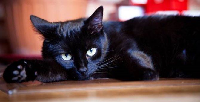 Il gatto nero non fa più paura