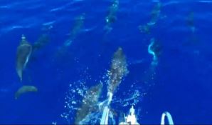 Salti tra le onde, i delfini danno spettacolo al largo di Cetraro -VIDEO