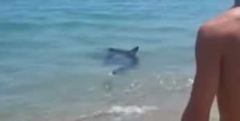 Non solo balene: incontro ravvicinato con uno squalo nel mare di Sibari