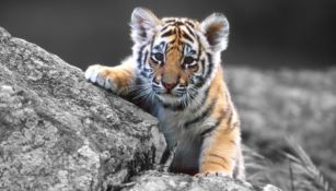 Giornata mondiale della tigre: ecco come la stiamo uccidendo