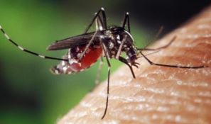 Filippine, scoppia epidemia di febbre dengue trasmessa dalle zanzare. Oltre 600 morti