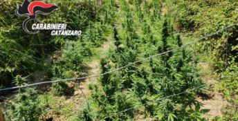 Marijuana a Marcellinara, scoperte oltre 500 piante -VIDEO
