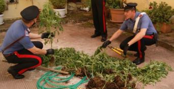 Palmi, due arresti per coltivazione di cannabis