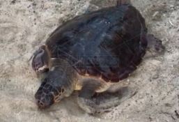 Ferita da un amo faticava a nuotare, tartaruga soccorsa dai bagnanti a Pizzo 