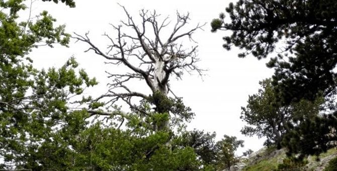 Italus, il pino loricato più antico d’Europa