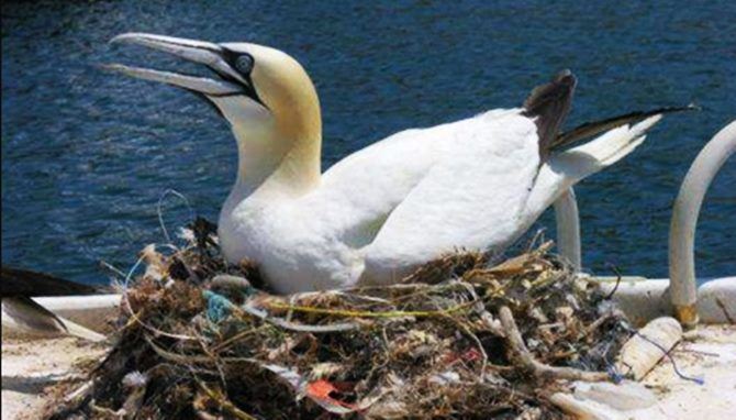 Inquinamento Gli Uccelli Costruiscono Nidi Di Plastica