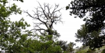 Italus, l’albero più antico d’Europa