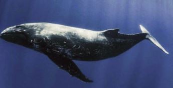 Al Museo di Reggio la storia della balena fossile di Ortì