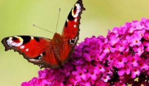 Studiare i boschi partendo dalle farfalle: la ricerca Alforlab