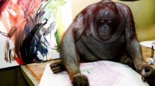 Nonja, la scimmia pittrice