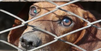 In catene senza cibo e acqua: cani maltrattati a Davoli, due denunce - VIDEO
