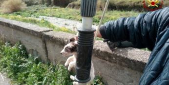Catanzaro, quattro cuccioli abbandonati in una discarica: salvati