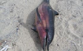 Il delfino trovato morto a Pizzo