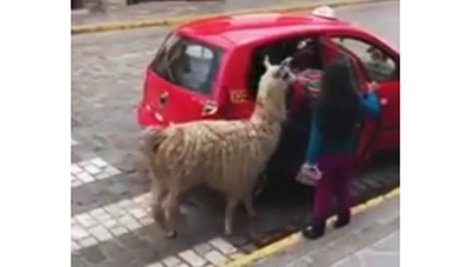 Lama in Perù