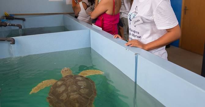 Una tartaruga ospite del Centro di Brancaleone