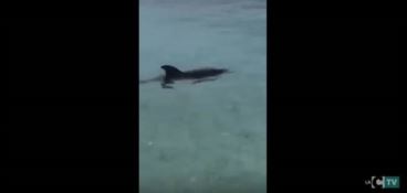 Cucciolo di delfino a pochi metri dalla riva a Capo Vaticano