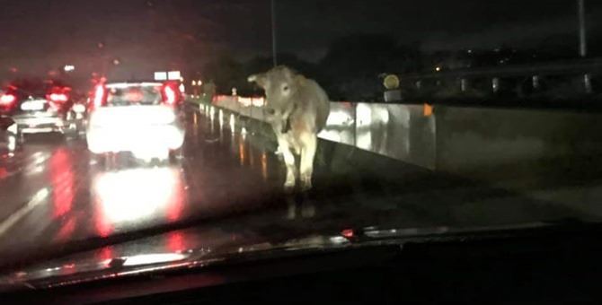 La mucca in autostrada a Reggio