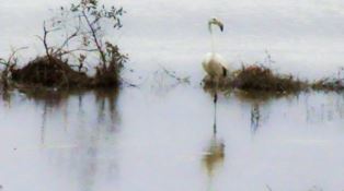 Sorpresa lungo il fiume Corace, fotografato un fenicottero
