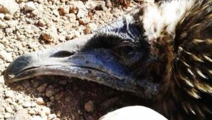 Avvoltoio in migrazione ucciso a fucilate, il Parco Aspromonte: «Colpito un progetto»