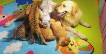 La madre naturale li rifiuta: cuccioli di tigre, leone e iena adottati da un cane 
