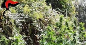 Cardeto, scoperta piantagione di marijuana