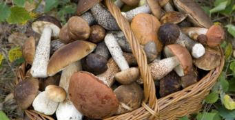 Partita la stagione dei funghi, ecco dove trovarli in Calabria