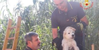 Cucciolo di cane finisce tra i rovi a Sellia Marina, salvato dai vigili del fuoco
