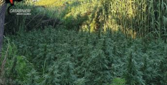 Rosarno, scoperta una nuova piantagione di marijuana