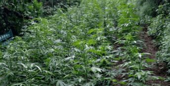 Limbadi, rinvenute oltre mille piante di marijuana tra la vegetazione