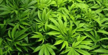 Scovate sette serre di marijuana, arrestati anche tre calabresi