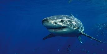 In Calabria il congresso europeo sugli squali