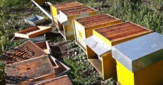 Azienda apicola derubuta riparte grazie ad una gara di solidarietà