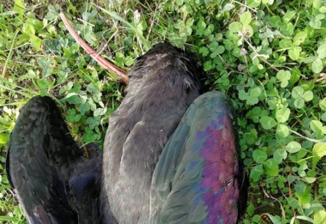 Ibis eremita ucciso da bracconieri