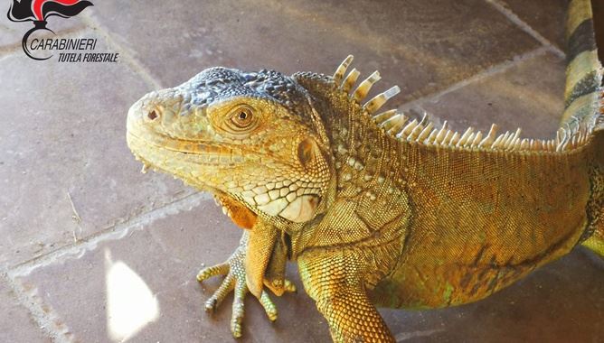 L’iguana sequestrata