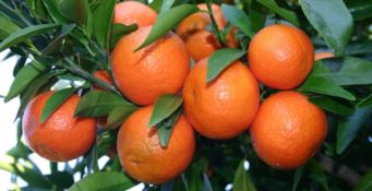 L'allarme della Coldiretti: «Dal Pakistan finte clementine»