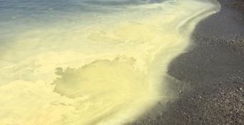 Strisce gialle nastriformi lungo i litorali calabresi
