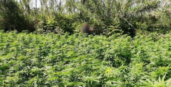 Scoperta piantagione di cannabis nel Parco d’Aspromonte