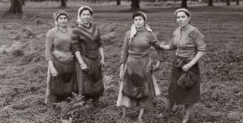 Raccoglitrici di olive in Calabria negli ani ’50. Fototeca Storica Nazionale Ando Gilardi